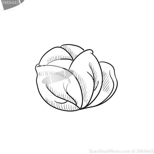 Image of Cabbage sketch icon.