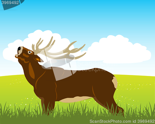 Image of Wild deer on field