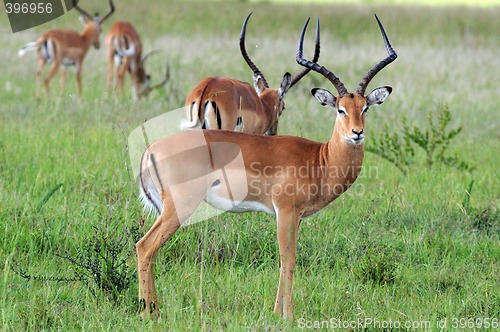 Image of Impalas in Mikumi National Park