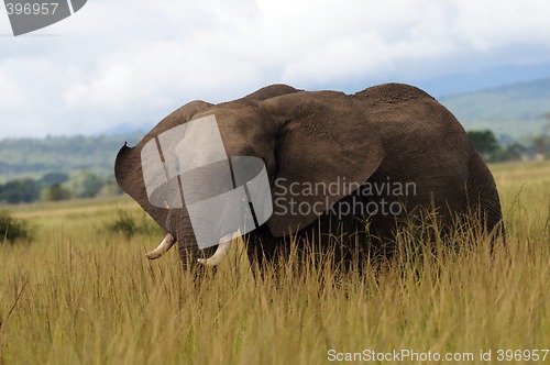 Image of Elephant