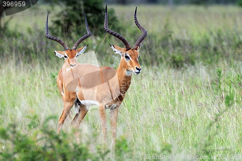 Image of Two impala rams