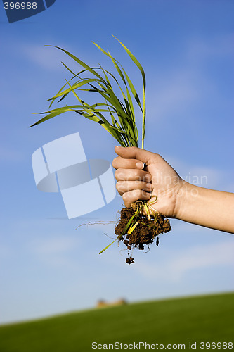 Image of handful of grass