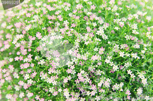 Image of beautiful wildflowers field texture