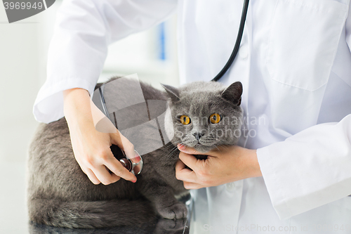 Image of close up of vet with stethoscope and cat at clinic