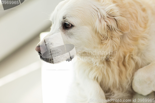Image of close up of golden retriever dog at vet clinic