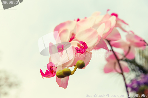 Image of beautiful orchid flowers