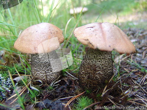 Image of Two Mushrooms