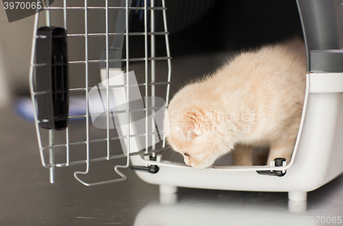 Image of close up of scottish fold kitten in cat carrier 