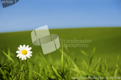 Image of White daisy