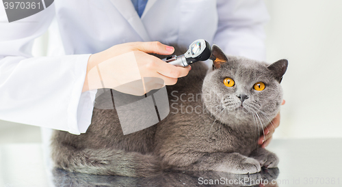 Image of close up of vet with otoscope and cat at clinic