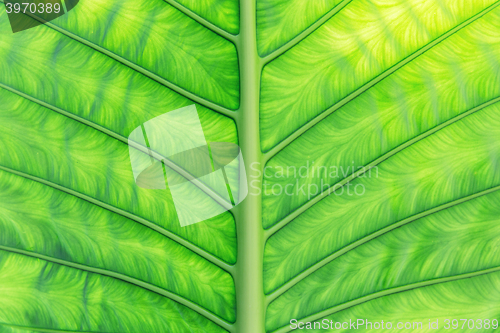 Image of green palm tree leaf
