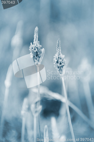Image of Lavender