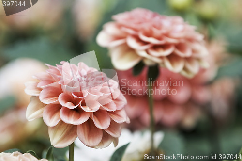 Image of Pink and red dahlia flowers