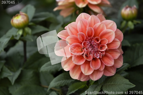 Image of Pink and red dahlia flowers