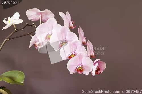 Image of pink orchid blossom