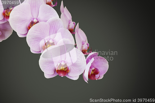 Image of pink orchid blossom