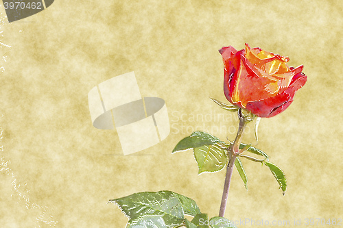 Image of red rose water color