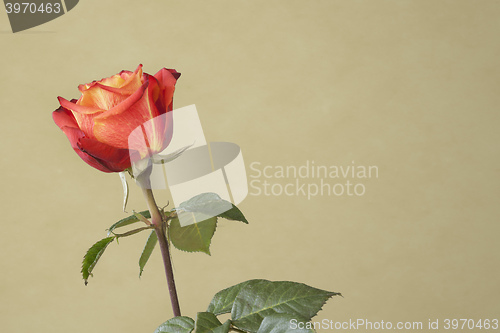 Image of red rose