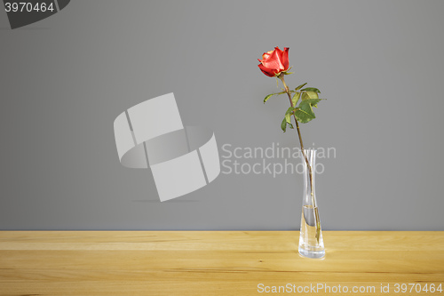Image of red rose in front of a gray wall
