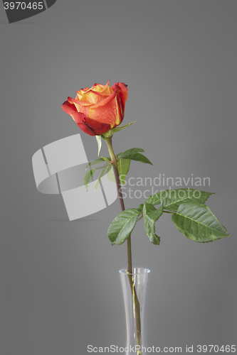 Image of red rose in front of a gray wall