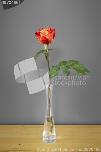 Image of red rose in front of a gray wall