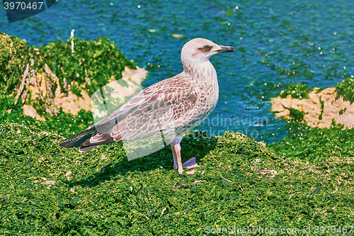 Image of Birdling of Seagull
