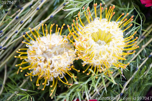 Image of Two blooming protea pincushion