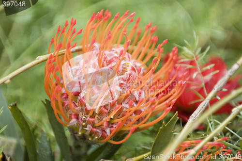 Image of Blooming protea pincushion