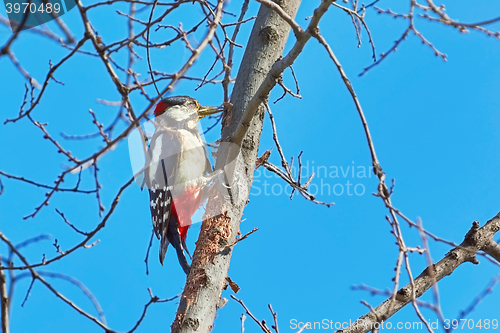 Image of Woodpecker on the Tree