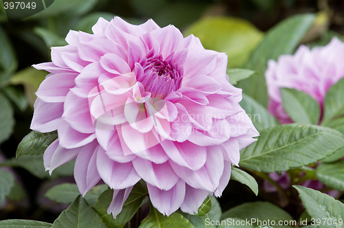 Image of Pink dahlia flowers