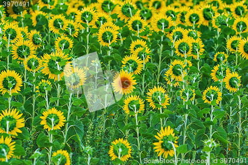 Image of Far Out Sunflower