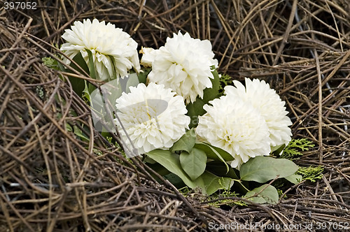 Image of Decorative of dahlia flowers over dired stalk