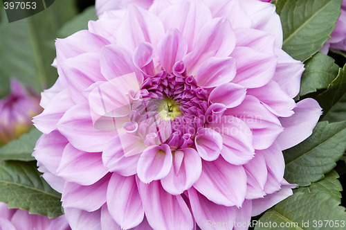 Image of Pink dahlia flower