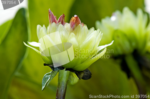 Image of Green dahlia flowers