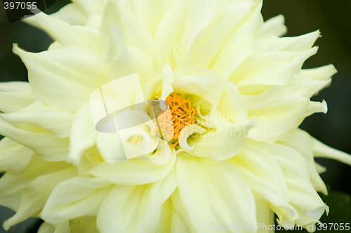 Image of Blooming dahlia flower