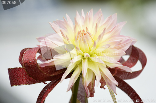 Image of Blooming dahlia flower