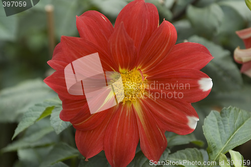 Image of Blooming dahlia flower