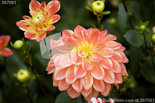 Image of Blooming dahlia flowers