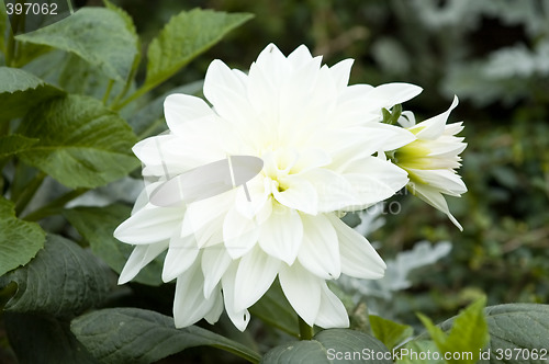 Image of Blooming dahlia flower