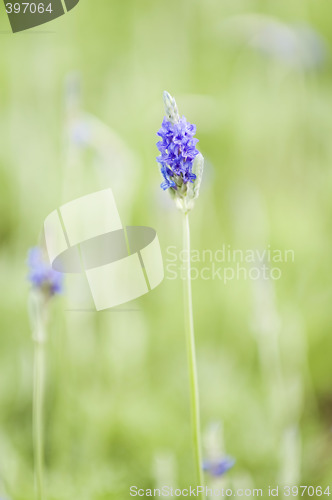 Image of Lavender