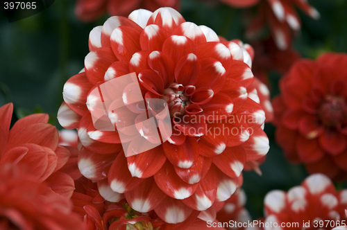 Image of Blooming dahlia flowers