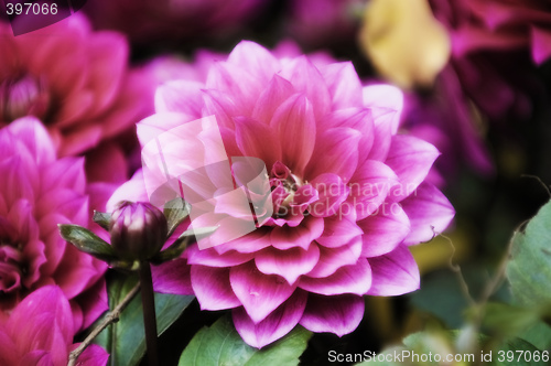 Image of Blooming dahlia flowers