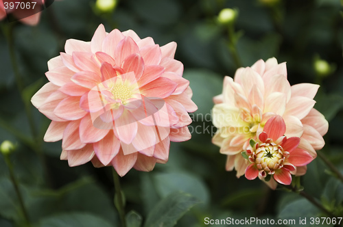 Image of Blooming dahlia flowers