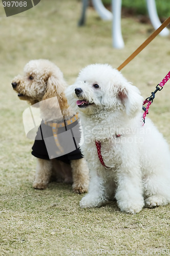 Image of Two adorable dogs