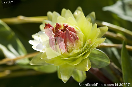 Image of Green dahlia flower