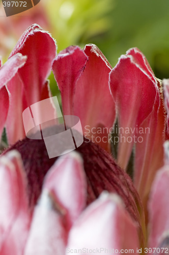 Image of Close up blooming protea