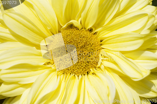 Image of Blooming dahlia flower