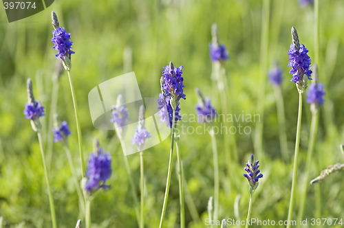 Image of Lavender