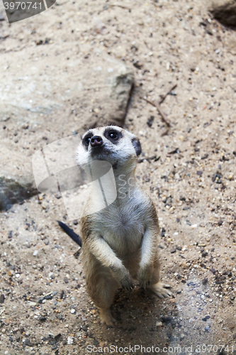 Image of Meerkat Guard