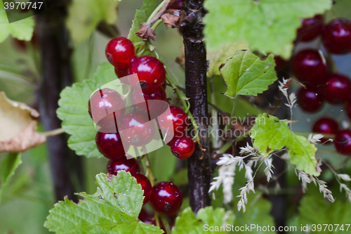 Image of red currants